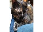 Adopt LILY - Torti Girl - Lovely Cat! a Tortoiseshell Domestic Shorthair / Mixed