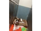 Adopt Z COURTESY POST Goofy a Brindle - with White Great Dane / Mixed dog in