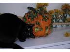 Adopt Yildirim a All Black Domestic Shorthair / Mixed (short coat) cat in