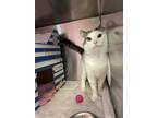 Adopt Jack a Domestic Shorthair / Mixed cat in Port McNicoll, ON (41553409)