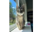 Adopt Harlow a Gray or Blue Domestic Shorthair cat in Arlington, WA (41549219)