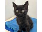 Adopt Tux a Domestic Shorthair / Mixed cat in Brockville, ON (41553407)