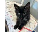 Adopt Boots a Domestic Shorthair / Mixed cat in Brockville, ON (41553406)