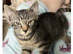 Adopt Bagel 23 a Brown Tabby Domestic Shorthair / Mixed cat in Phillipsburg