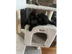 Adopt Shadow a All Black Domestic Shorthair / Mixed cat in Phillipsburg