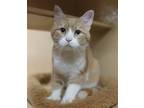 Adopt Samantha Marie a Orange or Red (Mostly) Domestic Shorthair / Mixed cat in