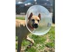 Adopt Jasmine a German Shepherd Dog / Mixed dog in Orangeville, ON (41553400)