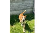Adopt Belle a German Shepherd Dog / Mixed dog in Orangeville, ON (41553399)
