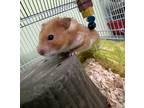 Adopt Jaida a Hamster small animal in Markham, ON (41553393)