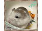 Adopt Milhouse a Hamster small animal in Markham, ON (41553392)