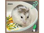 Adopt Bart Simpson a Hamster small animal in Markham, ON (41553391)