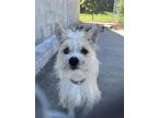 Adopt Lord Anthony a Terrier (Unknown Type, Medium) / Mixed dog in Stouffville