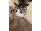 Adopt Gravy a Tan or Fawn Tabby American Wirehair / Mixed (short coat) cat in