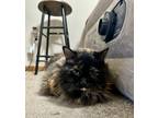 Adopt Pepper a Tortoiseshell Domestic Longhair / Mixed (long coat) cat in