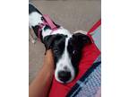 Adopt Ava (Rehoming Fee $100) a Black - with White Border Collie / Mixed dog in