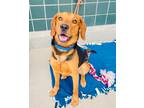 Adopt CLEATUS a Red/Golden/Orange/Chestnut - with Black Foxhound / Mixed dog in
