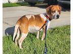 Adopt Ramsey a Tan/Yellow/Fawn Beagle dog in New York, NY (41511822)