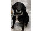 Adopt Jasmine a Black Mutt dog in New York, NY (41511819)