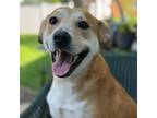 Adopt Jewel a Tan/Yellow/Fawn Retriever (Unknown Type) / Mixed dog in