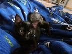 Adopt Astrah a All Black Domestic Shorthair / Mixed (short coat) cat in Forest