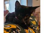 Adopt Aurora a All Black Domestic Shorthair / Mixed (short coat) cat in Forest