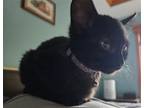 Adopt Lunah a All Black Domestic Shorthair / Mixed (short coat) cat in Forest
