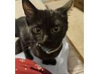 Adopt Marvyn a All Black Domestic Shorthair / Mixed (short coat) cat in Forest
