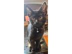 Adopt Orion a All Black Domestic Shorthair / Mixed (short coat) cat in Forest