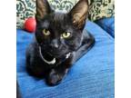 Adopt Spoc a All Black Domestic Shorthair / Mixed (short coat) cat in Forest