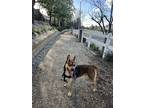 Adopt Loki a Brown/Chocolate Husky / Mixed dog in Riverside, CA (41553318)