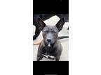 Adopt Jada a Black - with White Pit Bull Terrier / Mixed dog in South Amboy