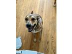 Adopt Emma a Tricolor (Tan/Brown & Black & White) Mutt / Mixed dog in South