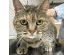 Adopt Gwendolyn a Domestic Shorthair / Mixed cat in Raleigh, NC (41509300)