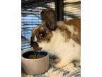 Adopt Poppy a Other/Unknown / Mixed rabbit in Napa, CA (41553213)