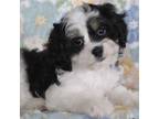 Adopt MADDY a Tricolor (Tan/Brown & Black & White) Cavapoo / Mixed dog in