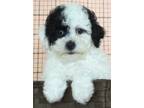 Adopt PAUL a White - with Black Bichon Frise / Poodle (Toy or Tea Cup) / Mixed