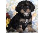 Adopt MAX a Tricolor (Tan/Brown & Black & White) Cavapoo / Mixed dog in