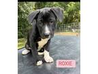 Adopt Roxie a Black - with White Pit Bull Terrier / Mixed dog in South Amboy