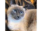Adopt Meiko a Tan or Fawn (Mostly) Siamese / Mixed (short coat) cat in