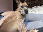 Adopt Lizzie a Tan/Yellow/Fawn - with White American Pit Bull Terrier / Mixed