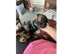 Adopt Charlie a Brindle German Shepherd Dog / Mixed dog in Kissimmee
