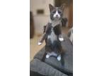 Adopt Sox a Black & White or Tuxedo American Shorthair / Mixed (short coat) cat