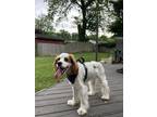Adopt Pancho a White - with Brown or Chocolate Cocker Spaniel / Cavalier King