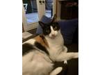 Adopt Butter a Calico or Dilute Calico American Shorthair / Mixed (short coat)