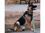 Adopt Shyla a Black - with Tan, Yellow or Fawn German Shepherd Dog / Mixed dog