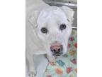 Adopt Lucky Vegas Paws 58480 a White Great Pyrenees / Mixed dog in Pampa