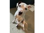 Adopt Fiona a White - with Brown or Chocolate Terrier (Unknown Type