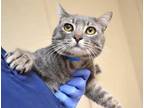 Adopt Storm* a Gray or Blue Domestic Shorthair cat in Wildomar, CA (41552989)