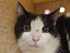 Adopt a All Black Domestic Shorthair cat in Wildomar, CA (41552988)