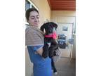 Adopt Chanel a Black - with White Terrier (Unknown Type, Medium) / Mixed dog in
